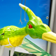 Image for article titled Terrorize the Skies With a Prehistoric Flying RC Pterodactyl